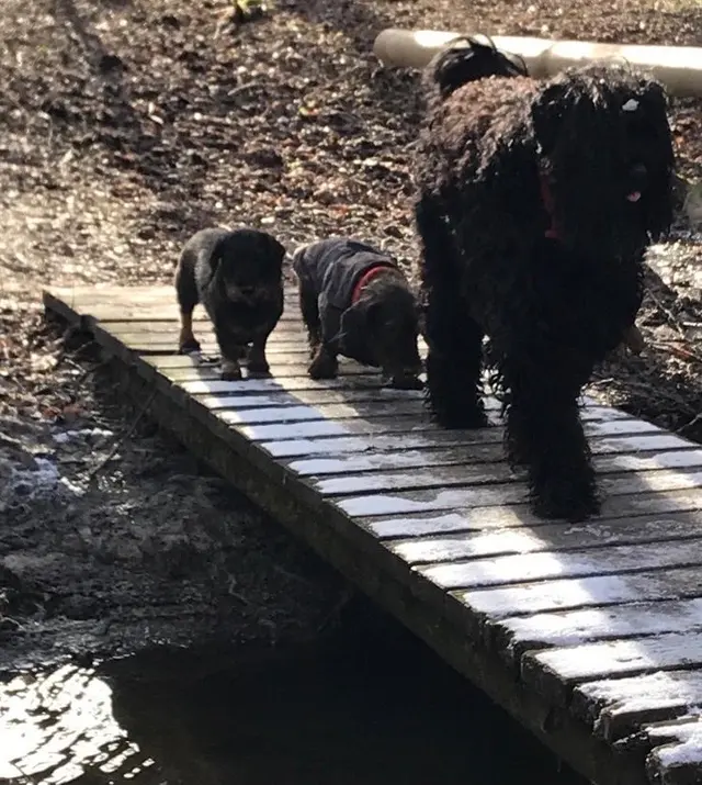 Drei Hunde gehen nebeneinander über eine Holzbrücke im Winter