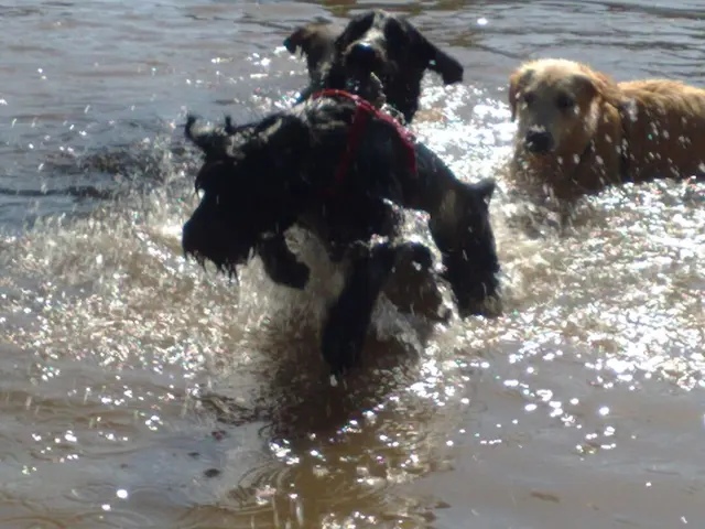 Zwei Hunde toben im Wasser