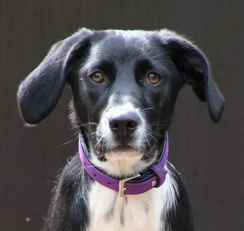 Amy, schwarzer Hund mit weißer Brust und lila Halsband