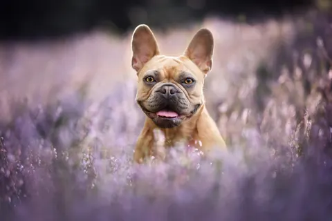 Gwen, hellbrauner Hund mit Stehohren, in blühender Heide