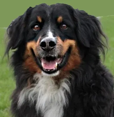 Max, schwarz-braun-weißer Hund mit langem Fell, lacht in die Kamera