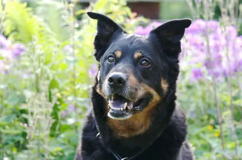 Schwarz-brauner Hund mit Stehohren vor blühenden Blumen – einer der beiden